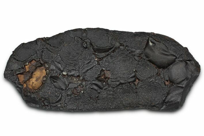 Dragon Scale Stone (Iron, Manganese, Siderite Nodule) #350222